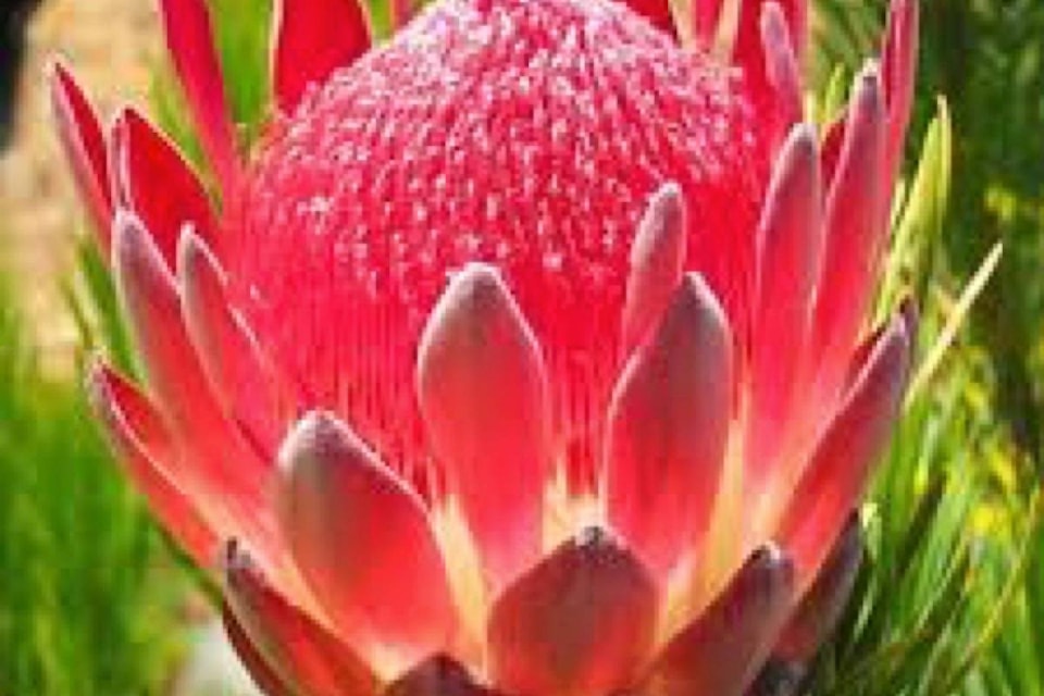 13769900_web1_181001-CVR-M-south-africa-flower2