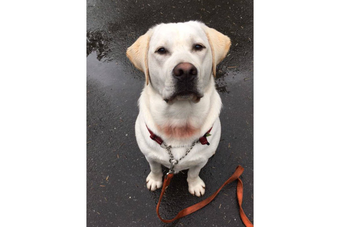 Comox woman shocked after dog allegedly sprayed with bear spray