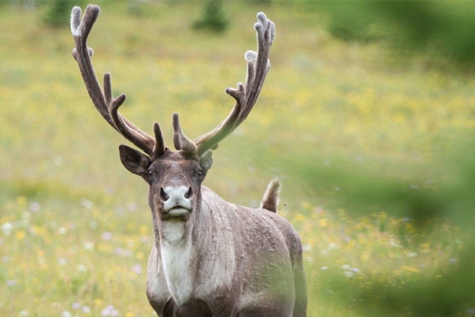 14704232_web1_copy_180118-LDN-caribou