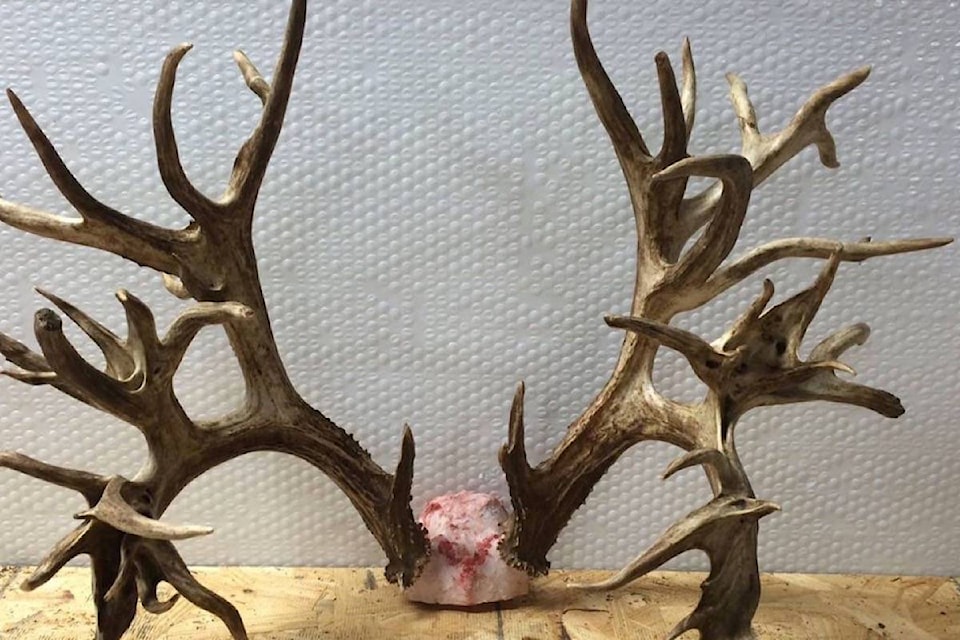 15040177_web1_190107-CVR-M-636148793702263793-antlers-111616