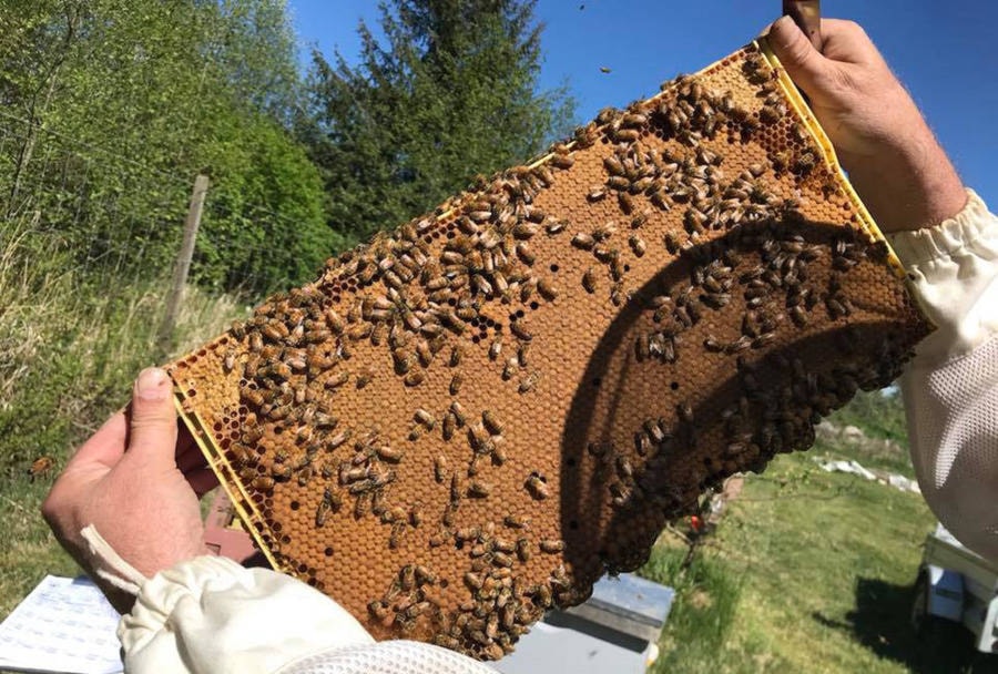 15068819_web1_190110-CVR-C-beekeeping