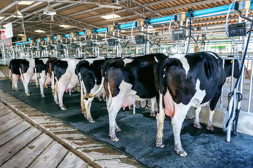 15337951_web1_cow