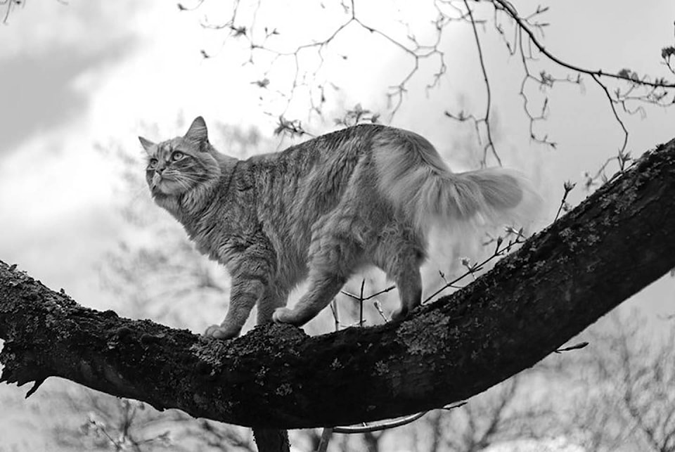 15727864_web1_cat