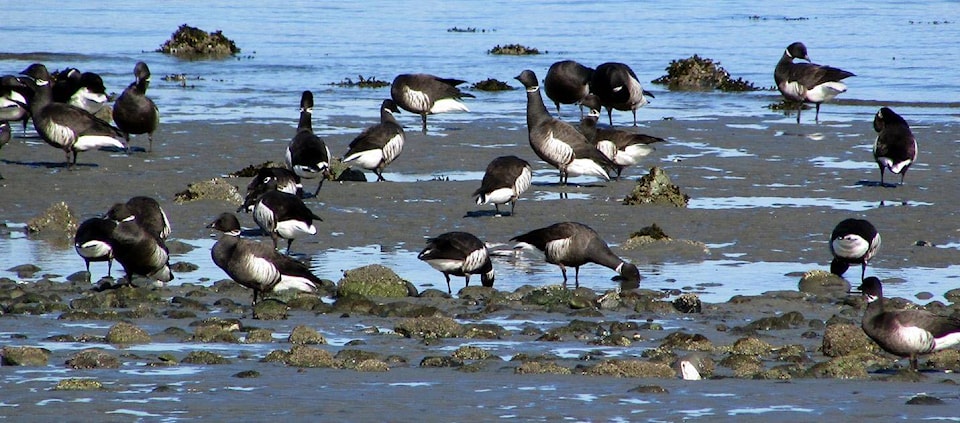 15948376_web1_brant-on-the-gravel-bar-by-Sandra-Gray