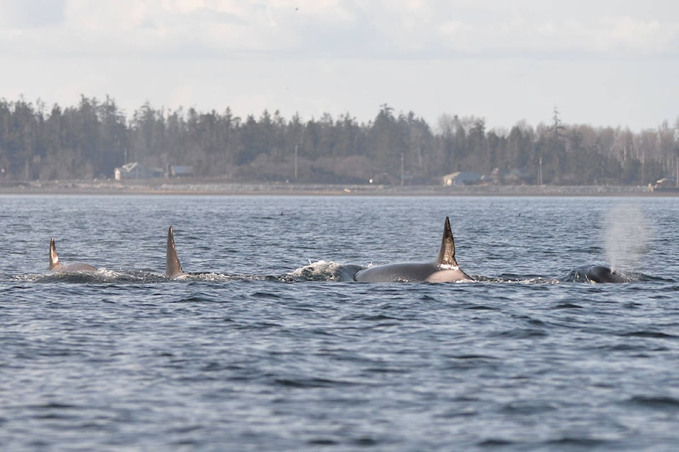 16095762_web1_190324-CVR-N-orcas
