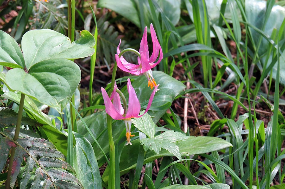 16406675_web1_190418-CVR-C-pink-fawn-lily-flowers