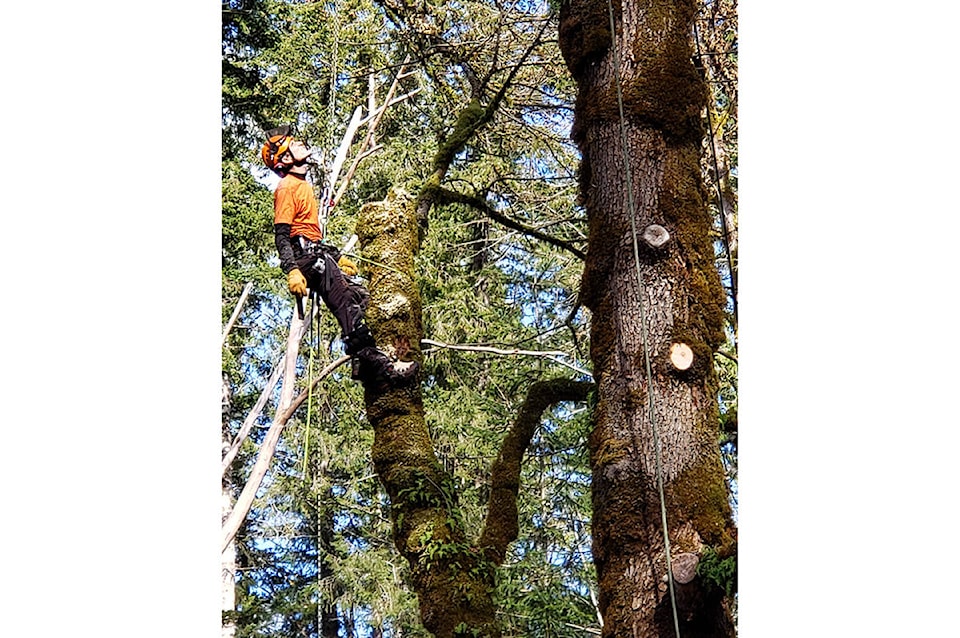 16582621_web1_190430-CVR-C-Citytrees