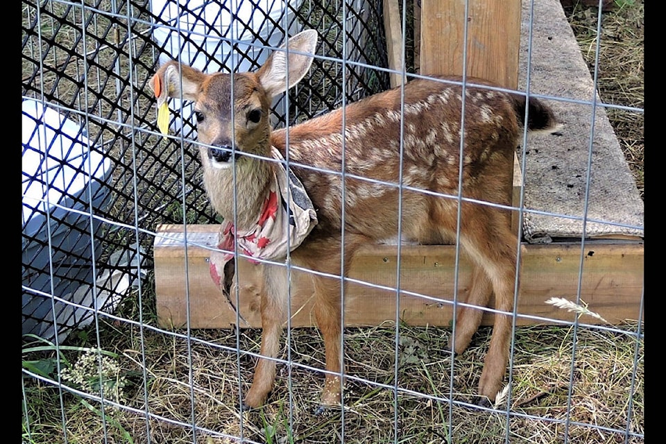 17650177_web1_190716-CVR-C-Orphaned-Fawn