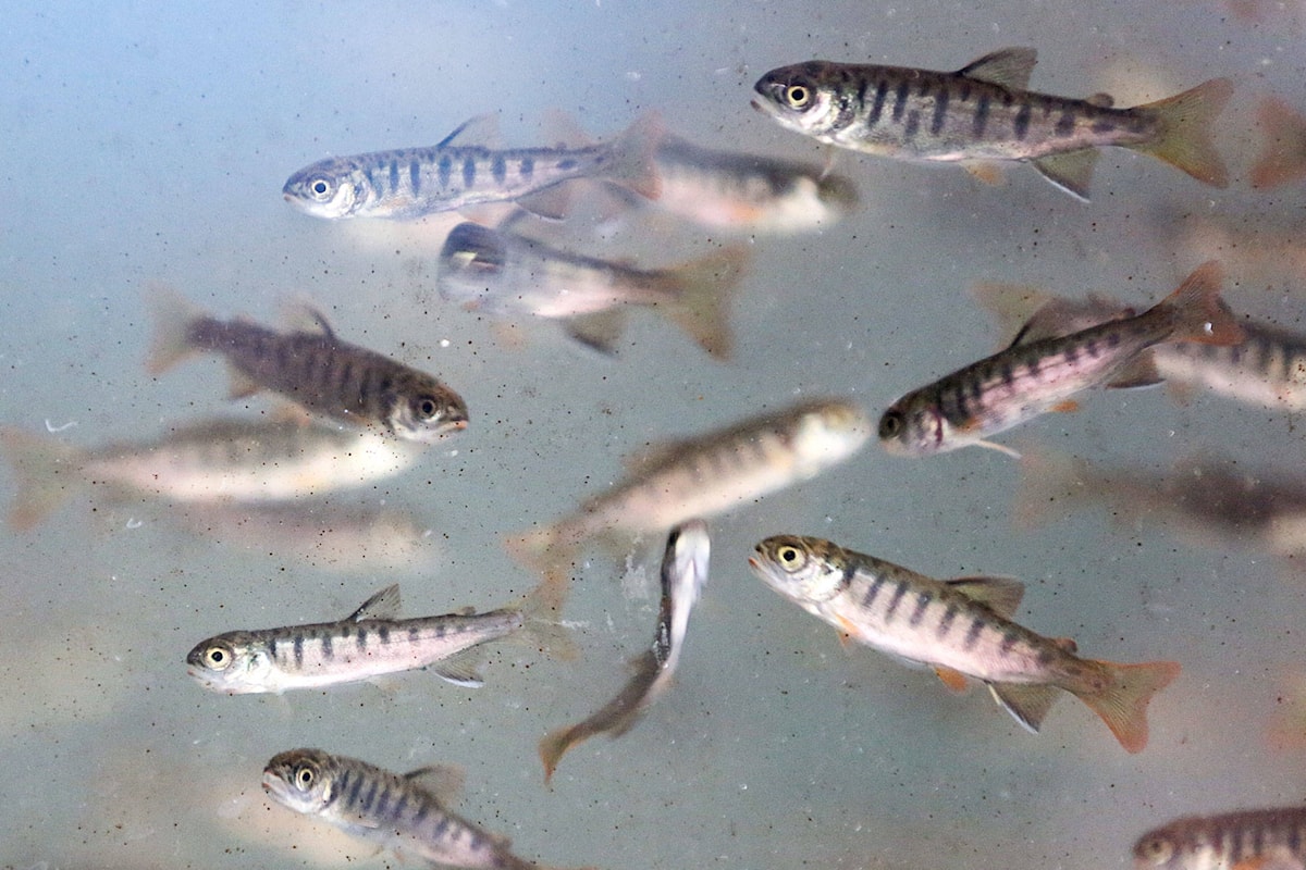 Pacific Salmon Foundation contributes ,000 to Comox Valley wild salmon restoration projects