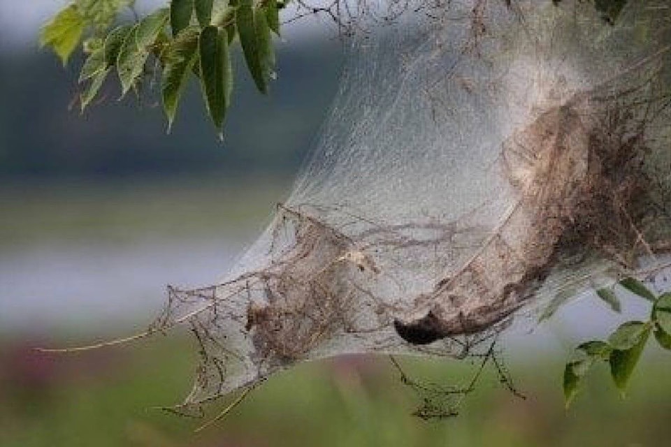 17756758_web1_190718-CVR-M-fall-webworm