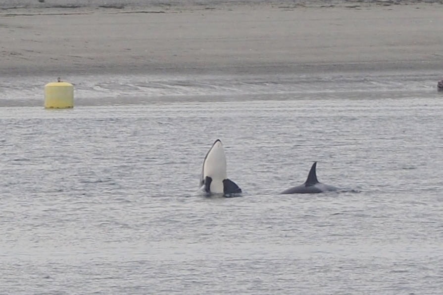 17938648_web1_190806-CVR-C-orcas-in-the-bay