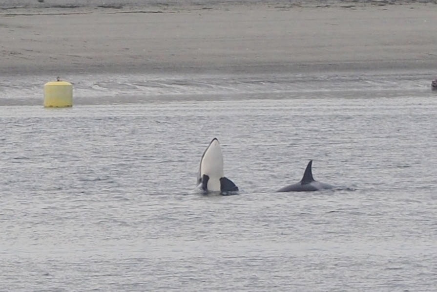 17938648_web1_190806-CVR-C-orcas-in-the-bay