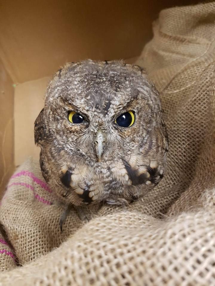 18161013_web1_190818-CRM-MARS-owl-vert