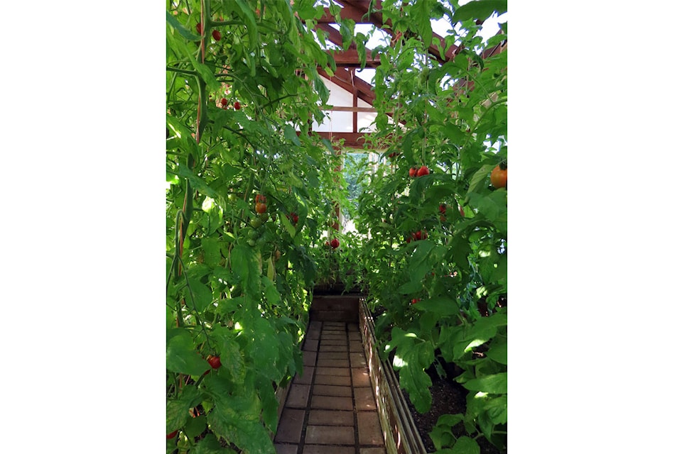 18161958_web1_One-Row-of-tomatos