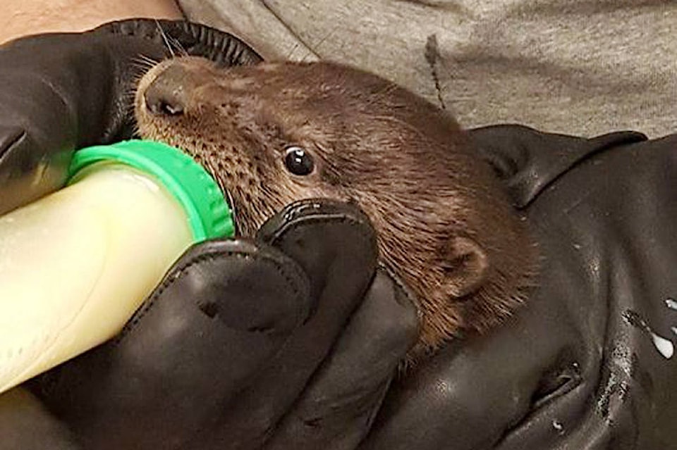 18210999_web1_180504-CRM-MARS-Baby-otter