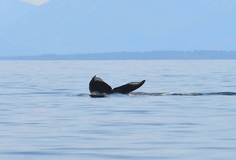 18307460_web1_190830-CVR-Humpbacks2