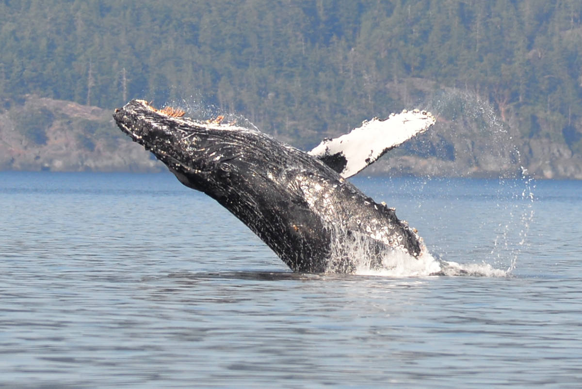 18307460_web1_190830-CVR-Humpbacks3