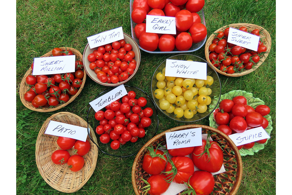 Duchess of Dirt: Tomato taste test results are in - Comox Valley Record