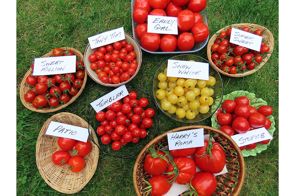 18338135_web1_190905-CVR-F-tomatoharvest