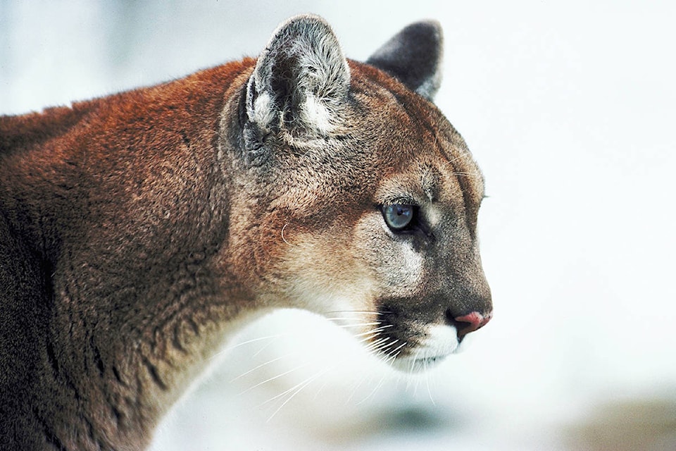 18399072_web1_cougar-stock--1-