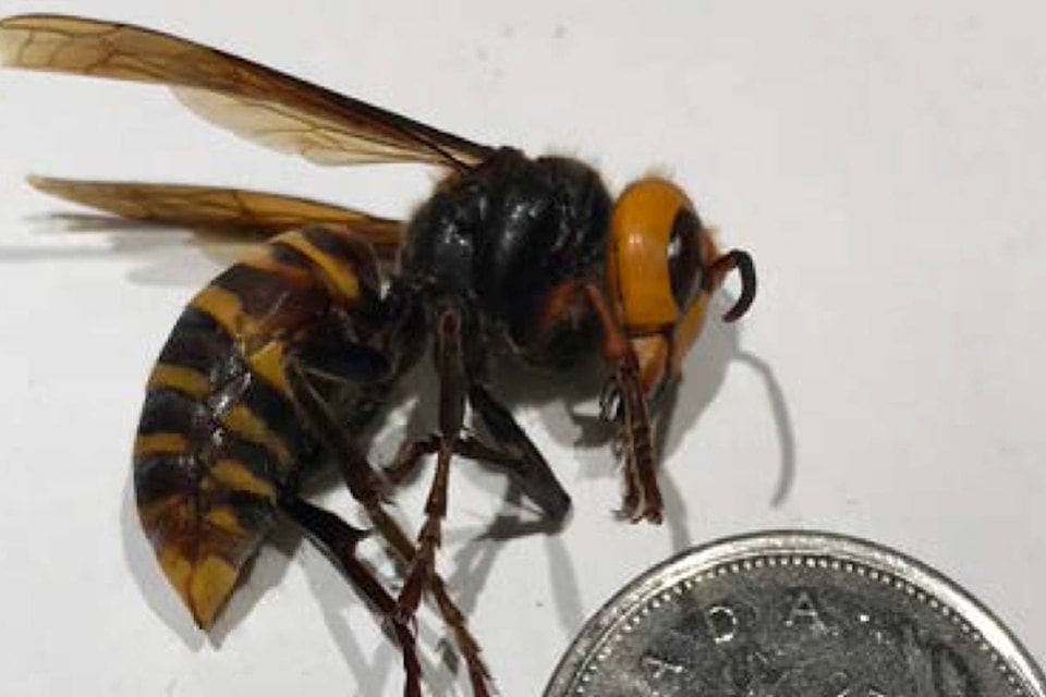 18487130_web1_190912-NBU-Asian-Giant-Hornet-3