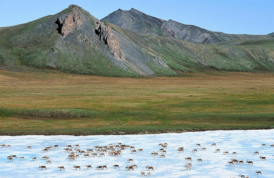 18562499_web1_Caribou-on-ice---Ken-MadsenA