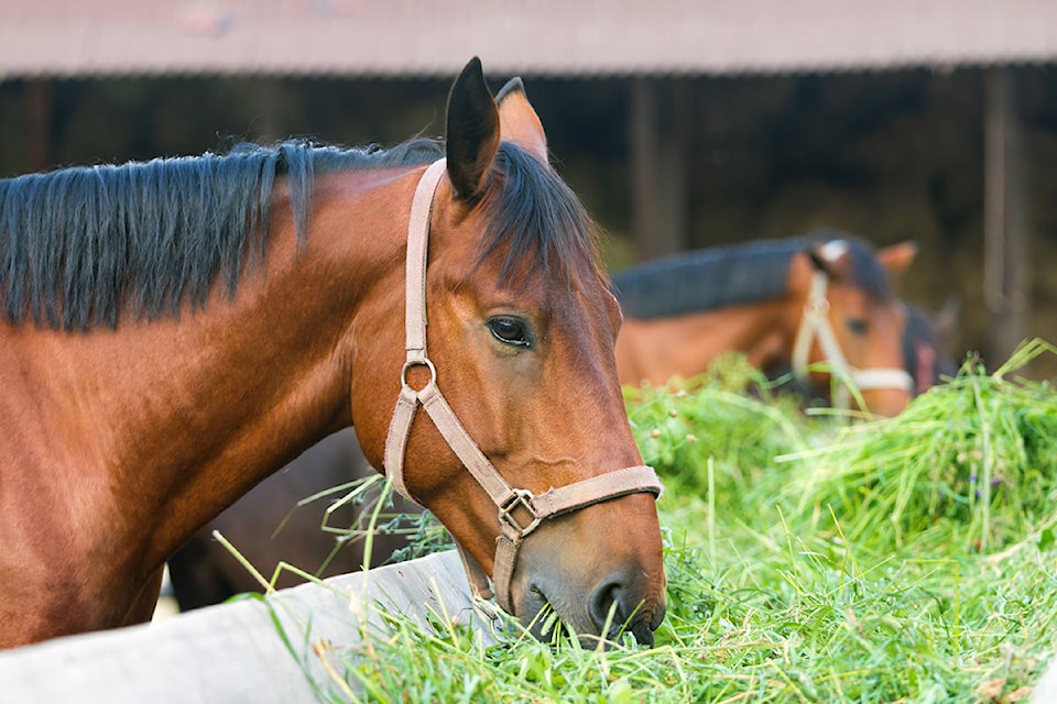 19083283_web1_191029-CVR-C-hayforhorses