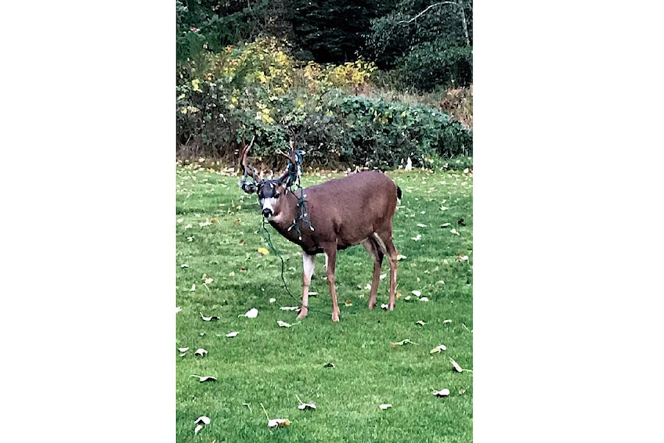 19100374_web1_Deer