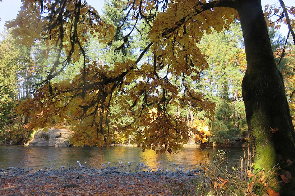 19156020_web1_191031-CVR-C-puntledge-river-shoreline