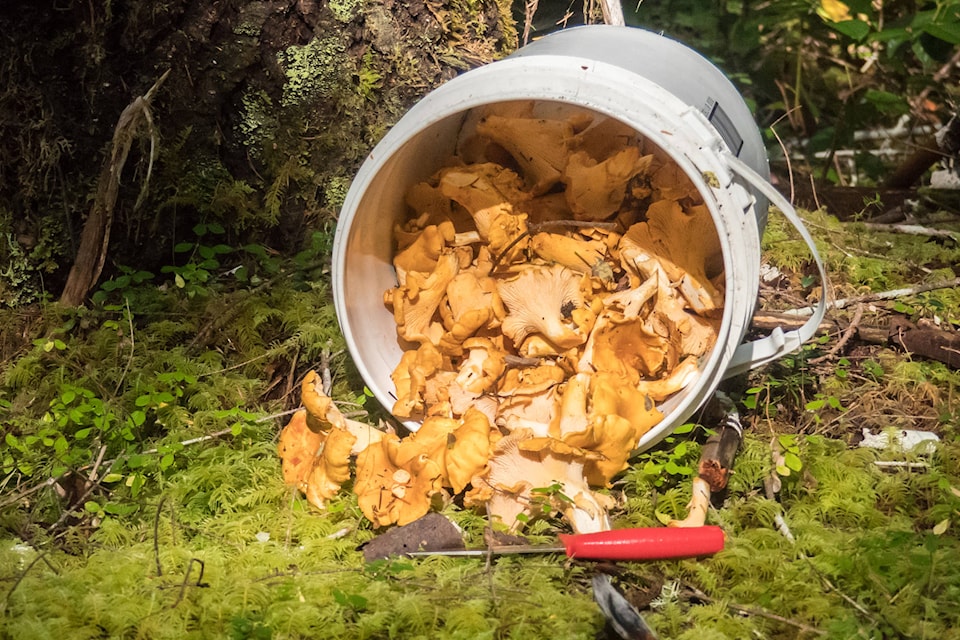 19176317_web1_Chanterelles