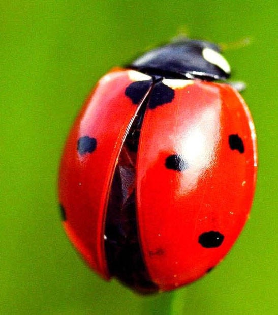 20425472_web1_Ladybug-1-ppcorn