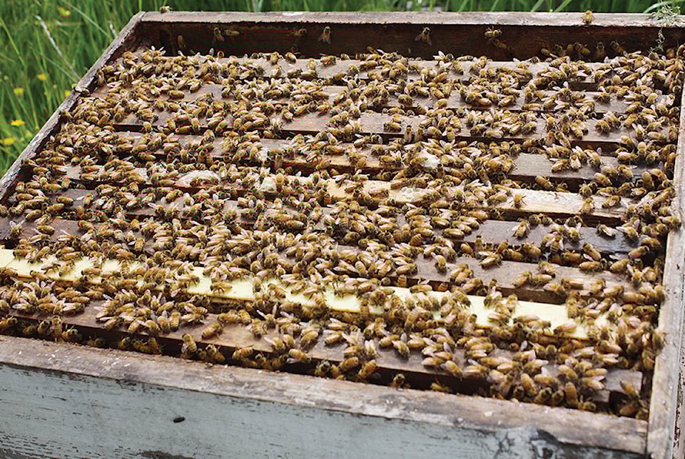 20511036_web1_bees
