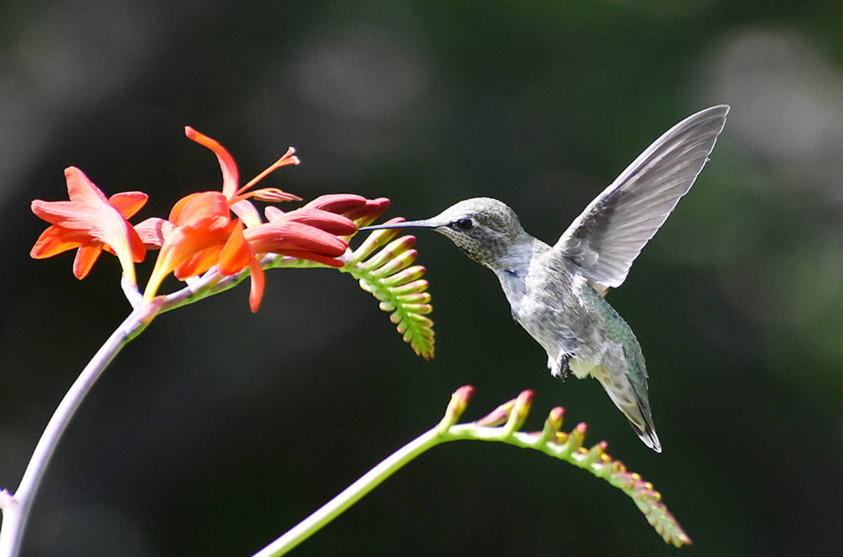 21579625_web1_copy_Hummingbird1web---Terry-Erica-Farrell