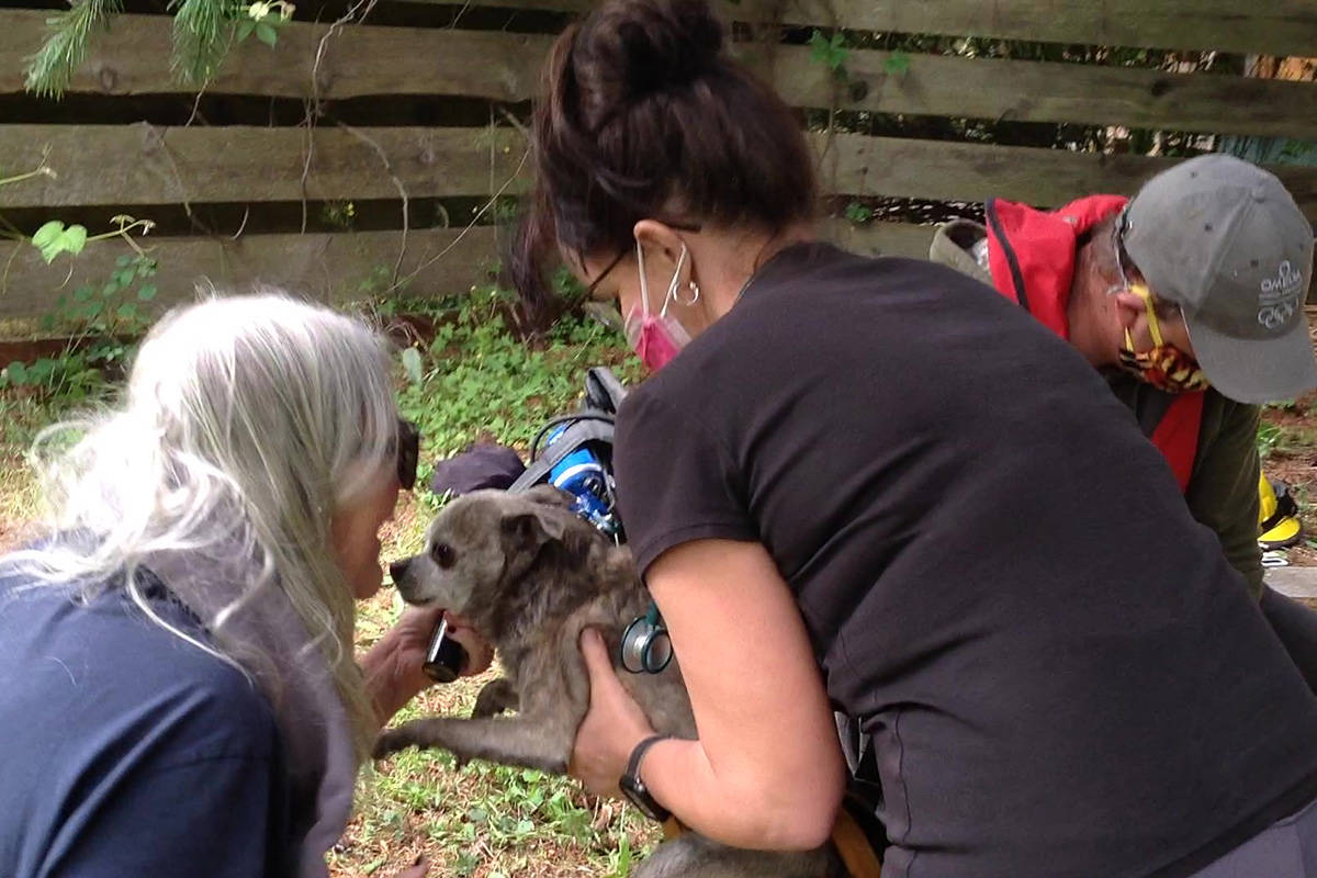 22043665_web1_200706-CRM-dog-rescue-oysterriver_2