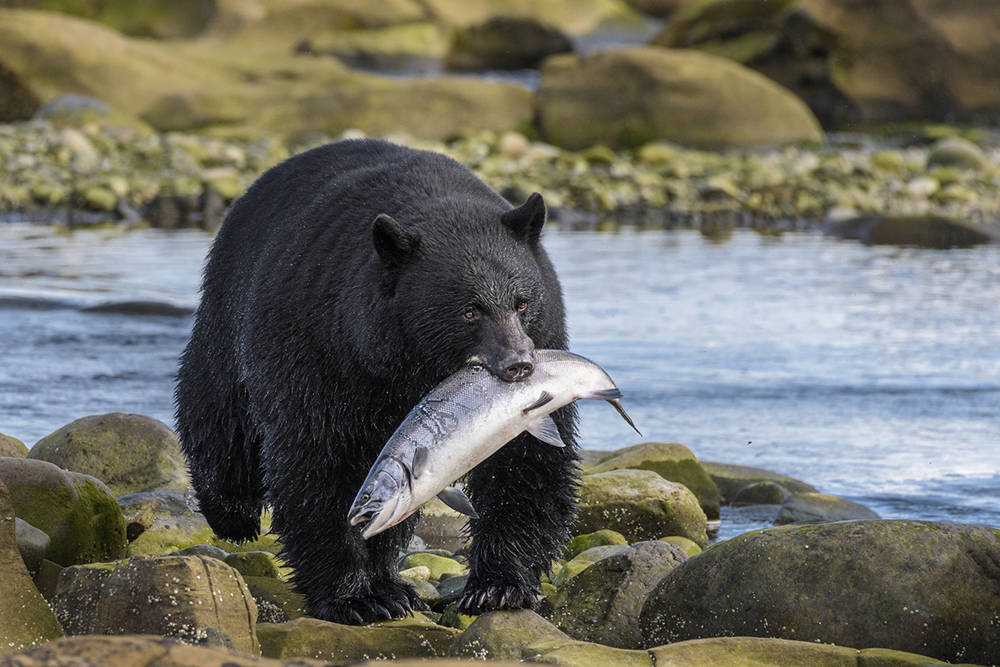 Experience the wilder side of BC with a wildlife tour. Yuri Choufour photo.