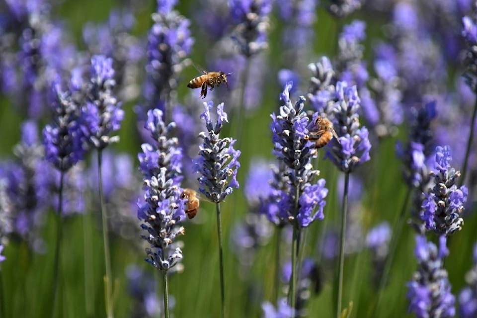 22220556_web1_200729-CVR-Lavender-Bee_1