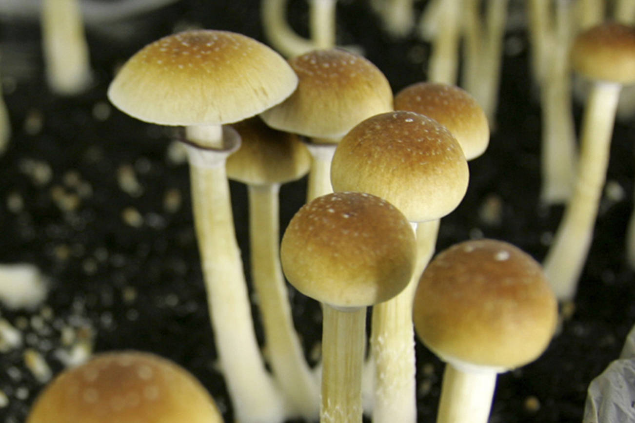 Psilocybin is naturally found in several species of fungi commonly referred to as magic mushrooms. (AP Photo/Peter Dejong, File)