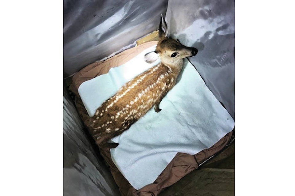 22476965_web1_200819-CVR-Dear-Deers_1