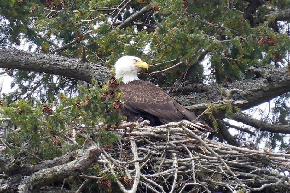 22599159_web1_200909-PQN-New-Eagle-s-Nest-Eagles_1