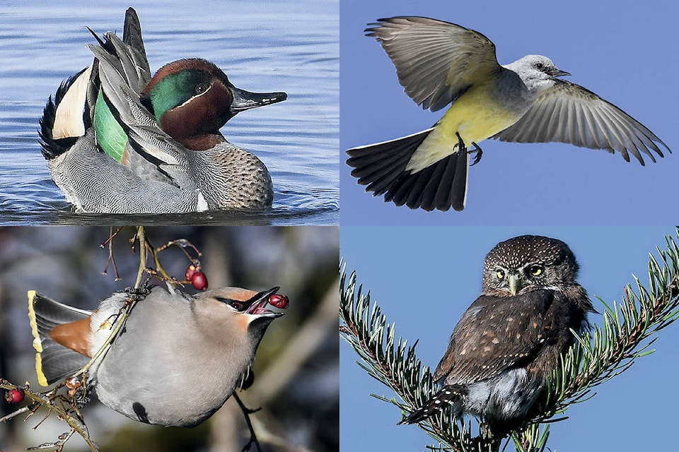 22627721_web1_200904-NBU-beginners-birding-guide-_2