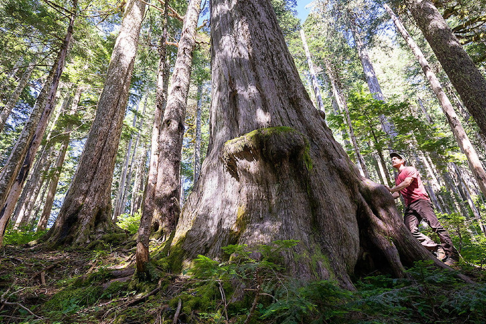 22689285_web1_200813-CRM-big-tree-yellow-cedar_1