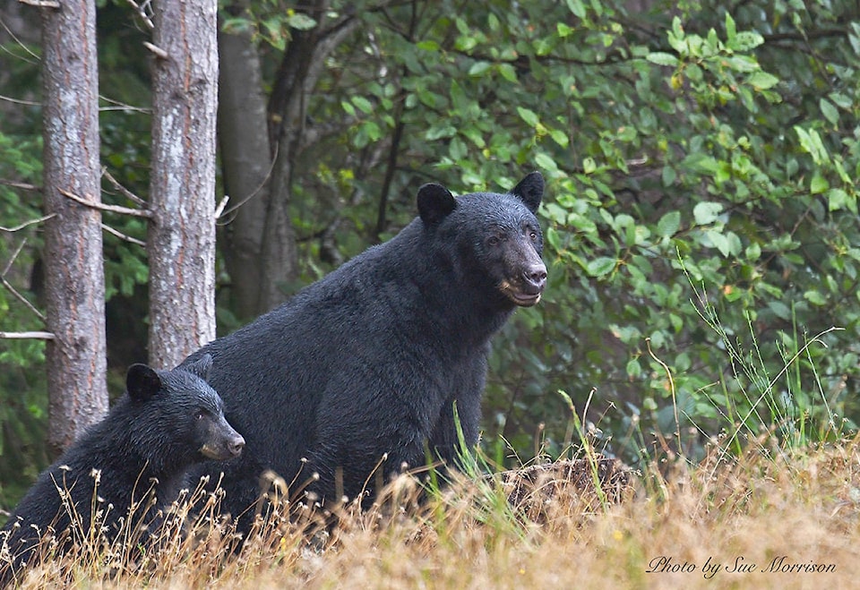 22754835_web1_200923-CVR-SA-bearpic-1_1