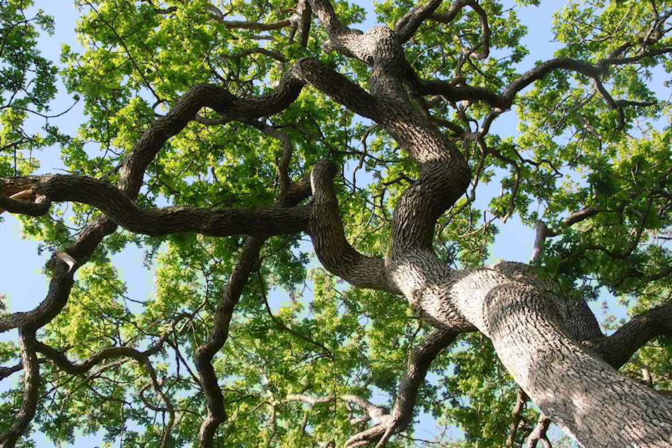 22773433_web1_treeseminar