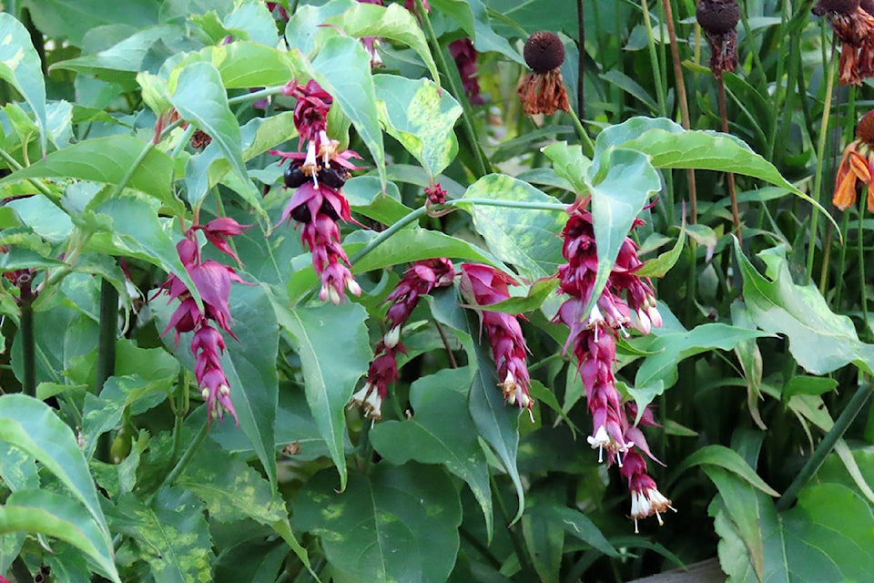 22898485_web1_201007-CVR-F-Duchessofdirt-Honeysuckle_1