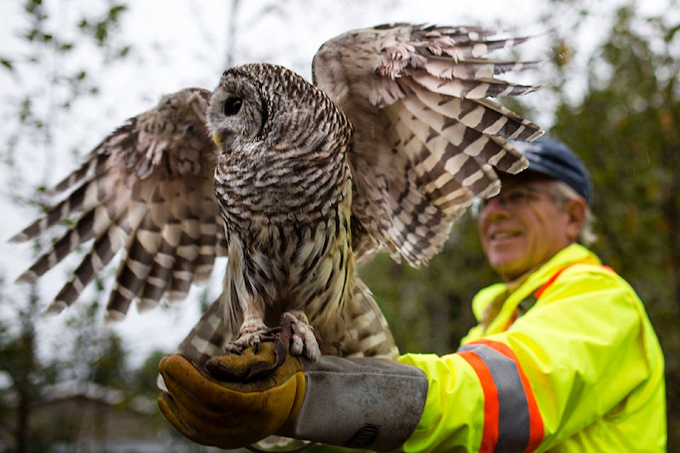 23002554_web1_copy_201014-CRM-MARS-new-owl-barredowl_2