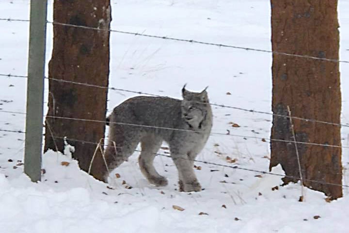 23017348_web1_201021-CVR-Lynx-photo_1