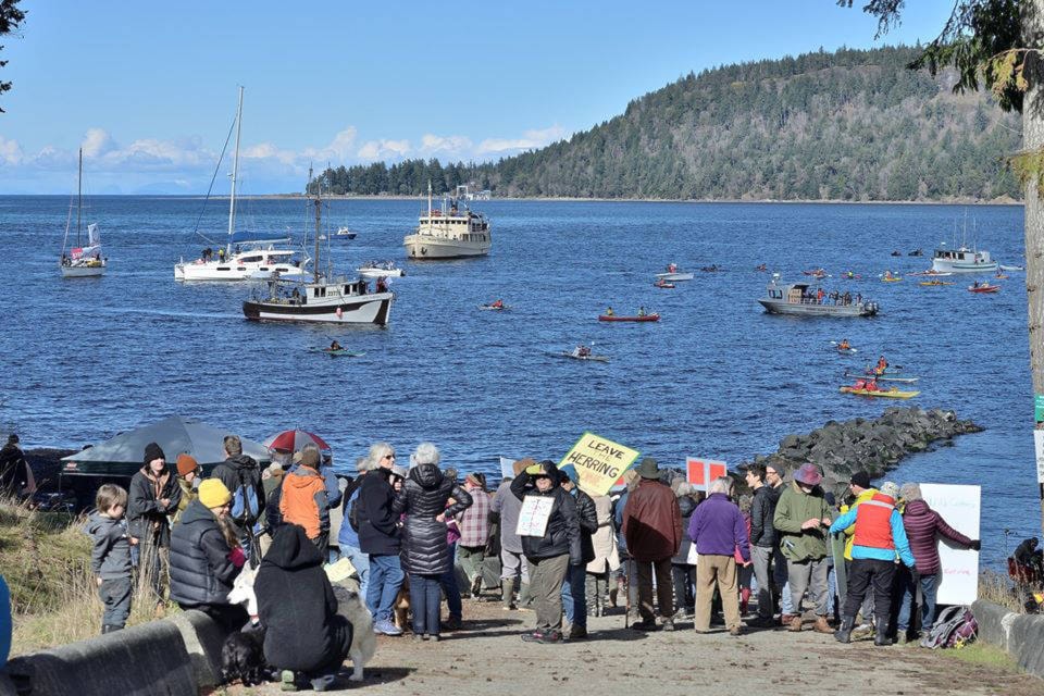 Protestors rallying against the annual herring fishery line the Denman Island shore and head out in boats. Photo by Gerry Ambury, via Facebook