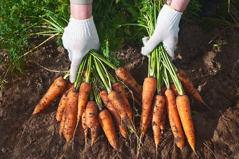23805889_web1_210106-CVR-C-CVHort-carrots_1