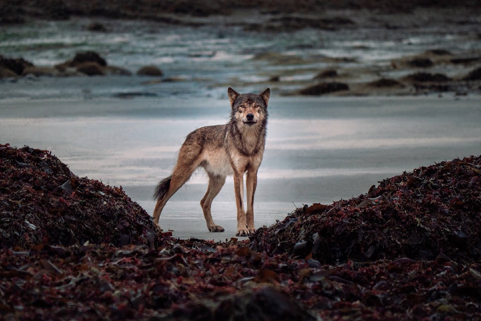 23860873_web1_210113-CRM-coastal-wolves-documentary_1