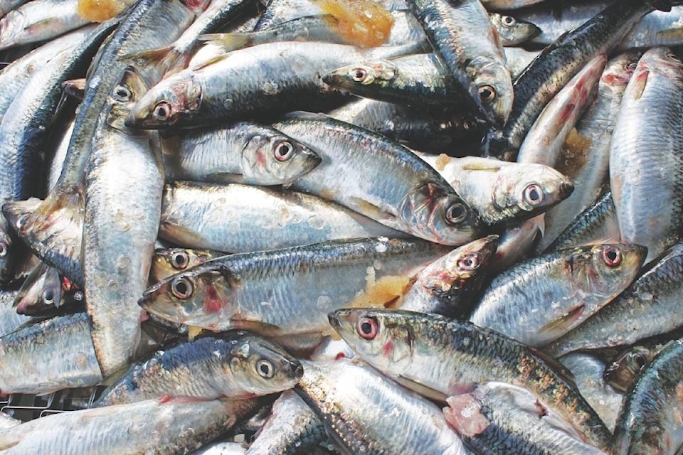 24283896_web1_210224-CVR-N-herring-photo_1